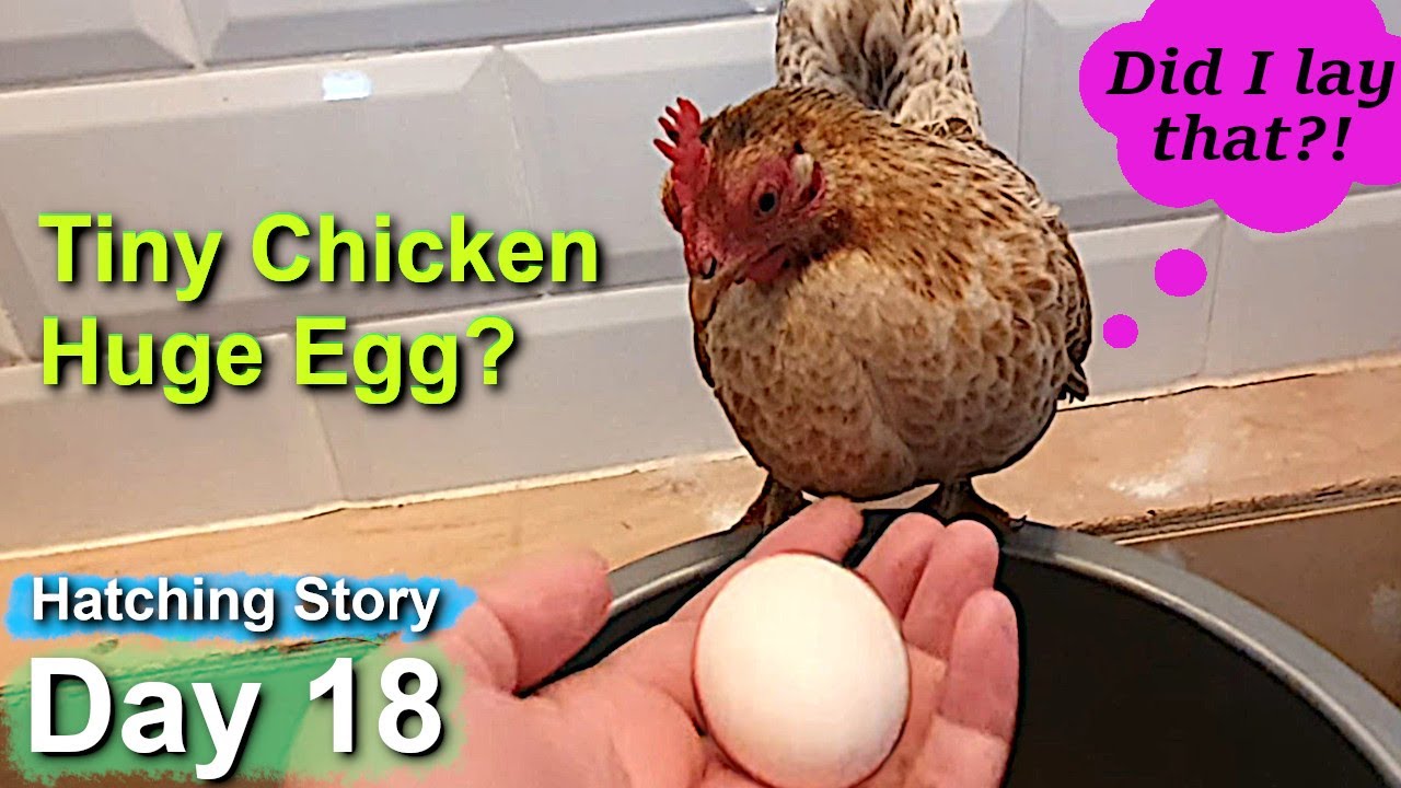 Pet Hen Hatching Tiny Chicks Day 18 Squeak's Huge Egg & Did Moving