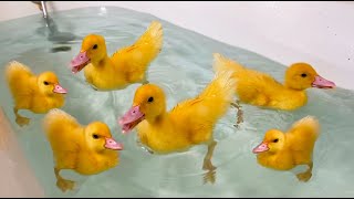 Best mix of funny ducklings, chicken and cats