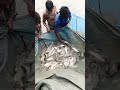 #fish #machhali #bengalifish #fishlovers #shortvideo