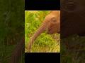 A Baby Elephant’s First Dangerous River Crossing #animals #wildlife #shorts #video