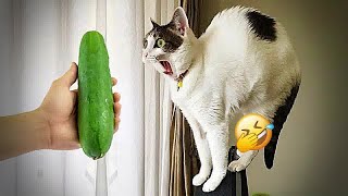 Best Funny Dogs and Cats Videos 😻🐶 Funniest Animal videos 2024😍