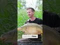 Unerwarteter Fang - Drill Action am See! #carpfishing #fishing #karpfenangeln #fyp