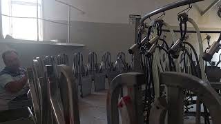 Ordeñadora de cabra.San Juan Argentina.