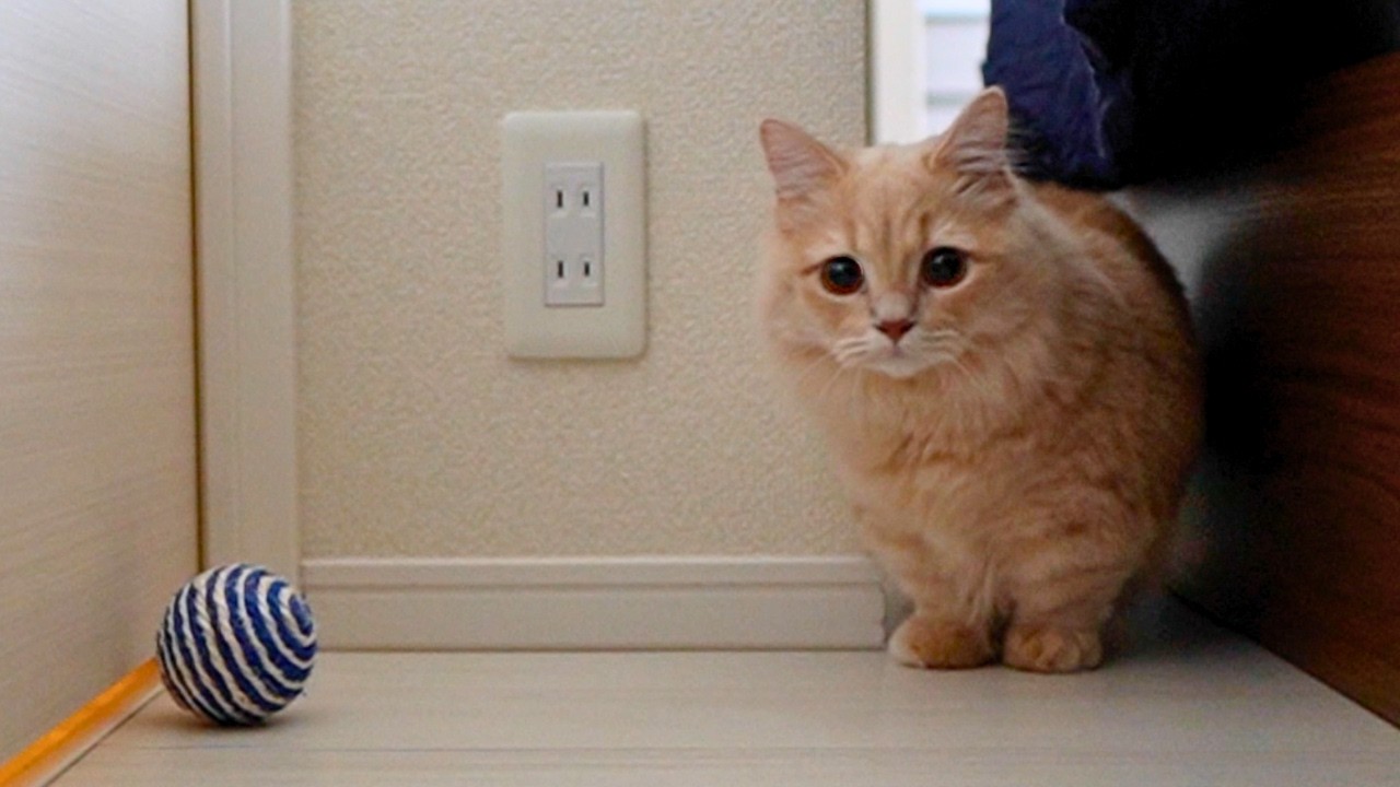 お留守番中の子猫をこっそり撮っていたら…【短足ミヌエット】♯25