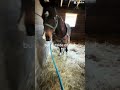 Hehe#horse#equestrian#