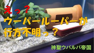 【えっウーパールーパーが行方不明っ】いつもは水槽から見えていたウーパールーパーが見当たりませんっ汗