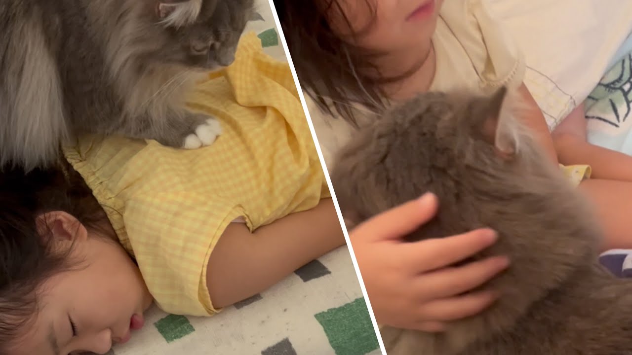 姉と妹で起こし方が全く違う猫　サイベリアン