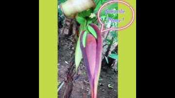 158 Độc lạ Bắp Chuối siêu nhỏ xíu xìu xiu Vườn Trái Cây Việt Nam Oddly Satisfying Fresh Farm #Fruit