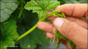 Muốn Dưa Lê Sai Quả Phải Biết Những Điều Này / Nhà Nông Làm Vườn