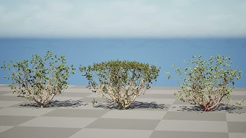Arabian Boswellia Sacra Luban Tree 3d animation with unreal engine