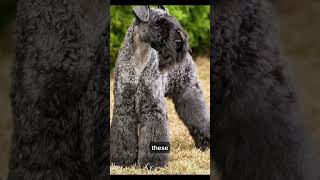 Today learn About ' KERRY BLUE TERRIER ' (Don't miss)❤ #Shorts #Viral #Fyp