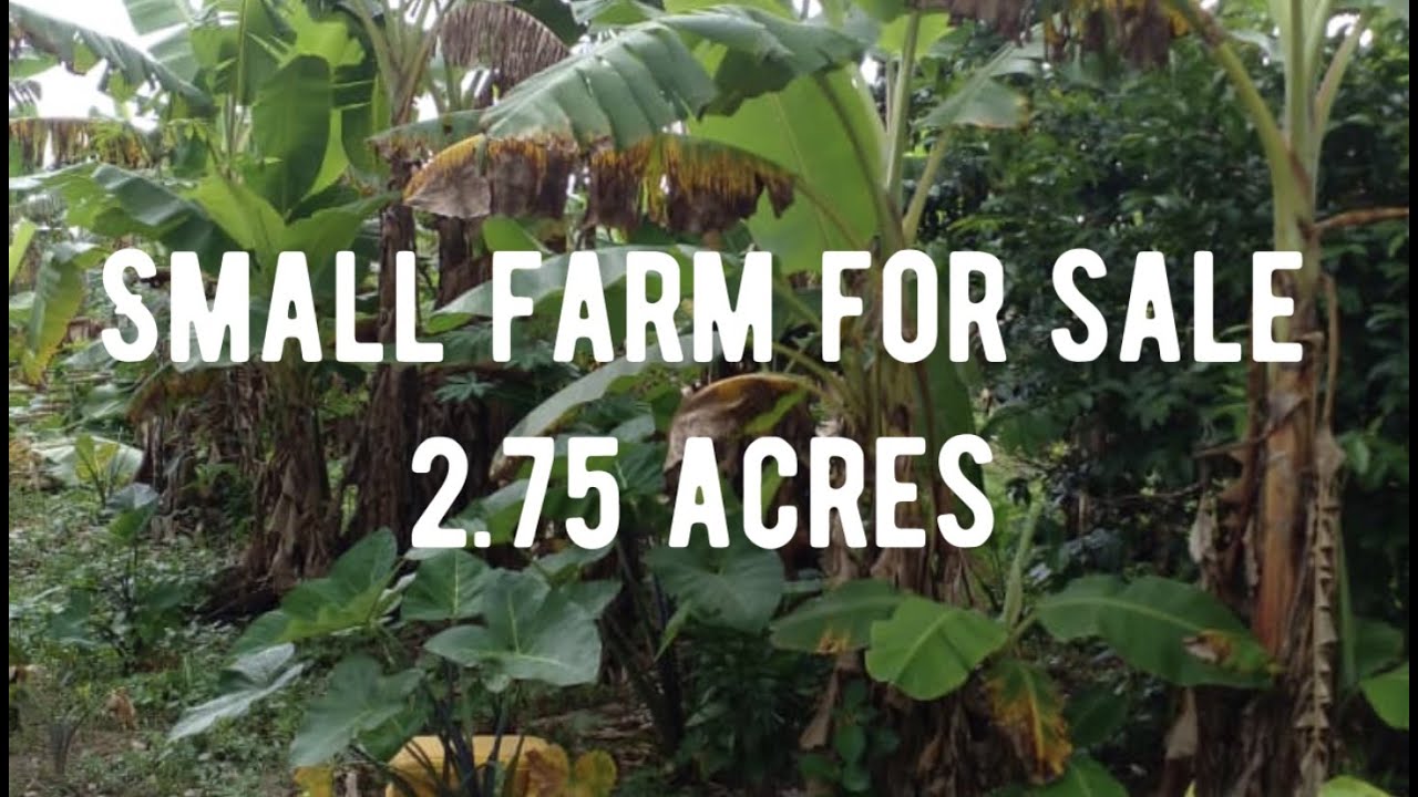 SMALL FARM FOR SALE YouTube