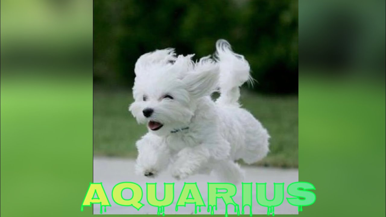 AQUARIUS ♒️ 🎂🥳BONUS ~THESE  304’s AIN’T LOYAL AND YOU ARE 💯AND THEY RUNNING 🏃🏾🏃🏾‍♀️🏃🏾‍♂️💨BACK⚠️