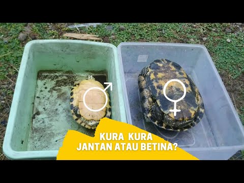 Video: Cara Menentukan Jenis Kelamin Kura-kura Bertelinga Merah