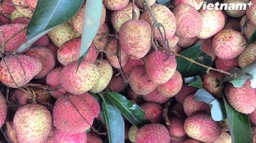 Xuất khẩu lô vải thiều đầu tiên sang Thái Lan vào cuối Tháng Sáu
