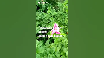 Роза Ругоза или шиповник морщинистый