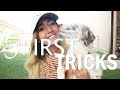 Teaching Nova and YOUR PUPPY their FIRST 5 TRICKS!