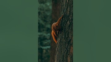 Small squirrel on tree 🥰 #shorts #youtubeshorts  #wildlife