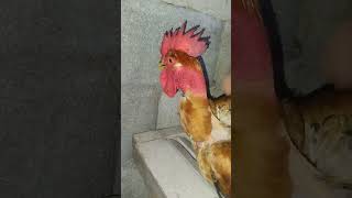 Gallo Rojo Pescuezo Pelado... Adolescente...