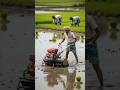 Modern Paddy Planting With  Mini Machine || #farming #shorts