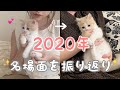 子猫がやってきた2020年を振り返る【生後2～3ヶ月】-Looking back on 2020 of kittens [2 to 3 months after birth]-