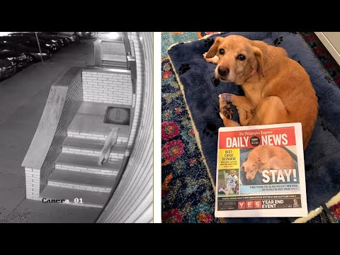 Video: Cómo Un Perro Encuentra Un Hogar