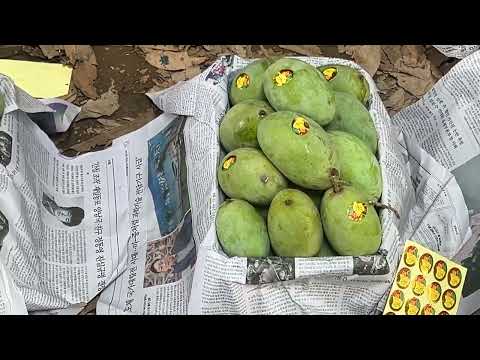 Mango season 2026 🥭 