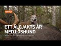 Ett älgjakts år med löshund