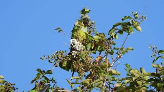 wild parrots   4K