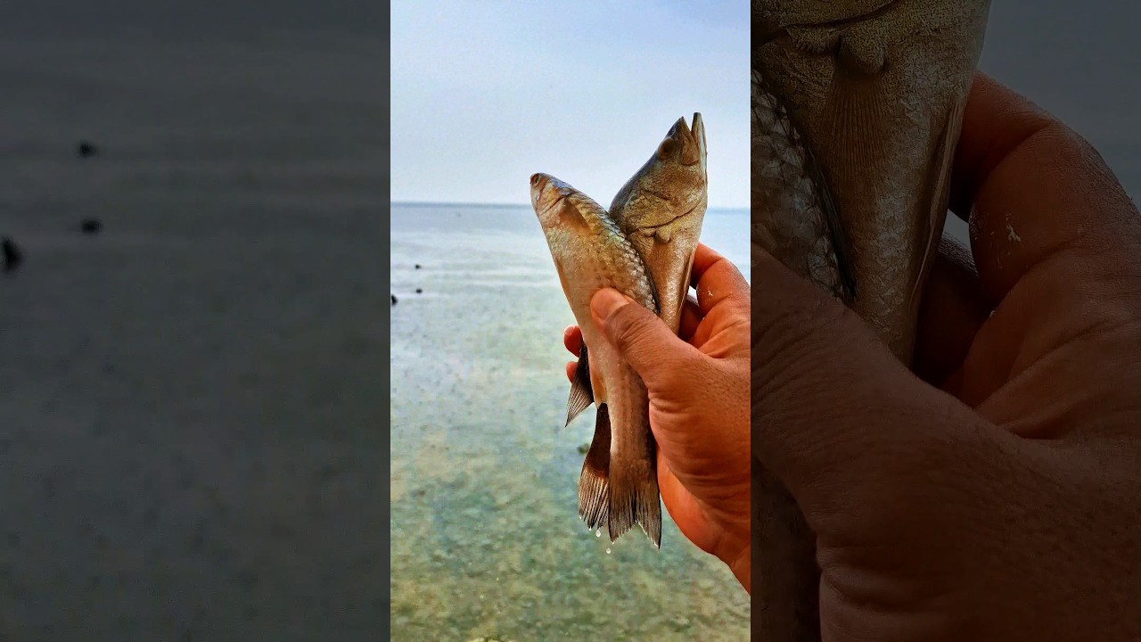 Found dead mulletfish and pelefish on the beach 