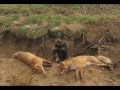 Deutscher jagdterrier Bagira H&T の動画、YouTube動画。