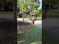 Fripp Island Bucks to get you EXCITED for Hunting Season! #short