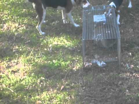 dixie and daisy working cage coon