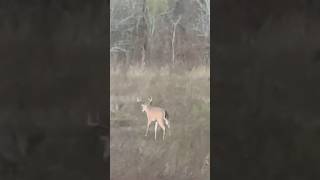 Take a kid hunting (full vid on my channel) #hunting #deermeat