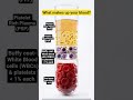 What makes up your #blood ? #humanbody #rbc #wbc #platelets #plasma #red #cells #life #bloodmatters