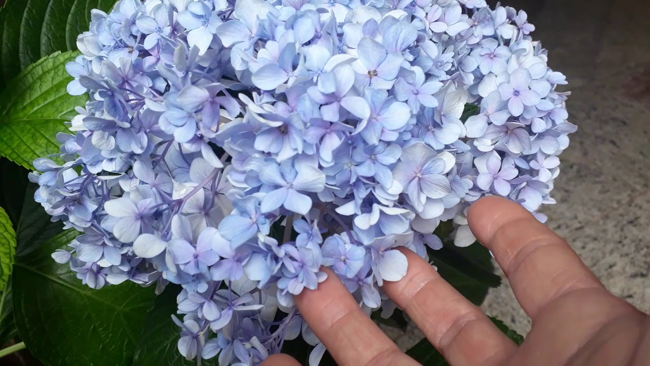 Minha Hortência murchou😱