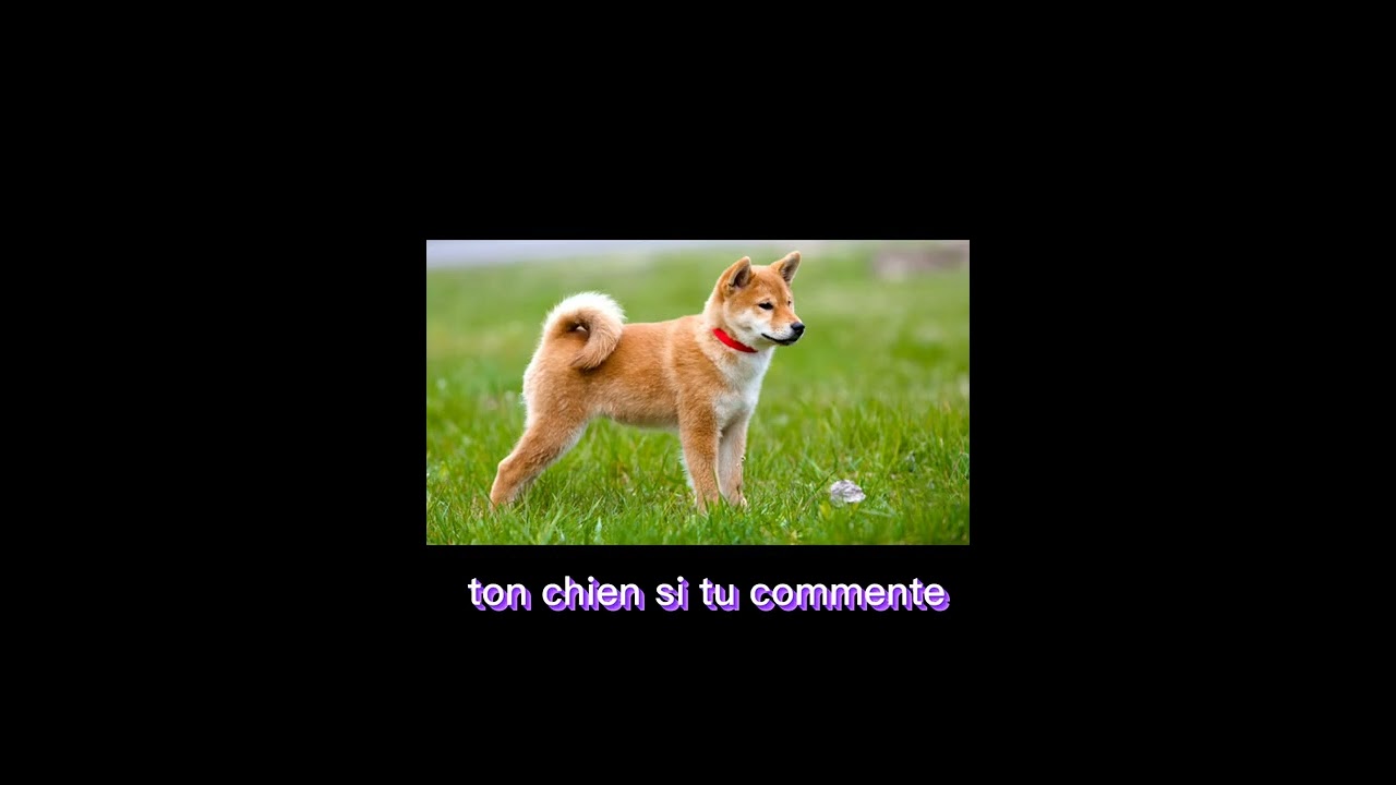 ton chien si tu : ignore , like , commente , si tu fais tout