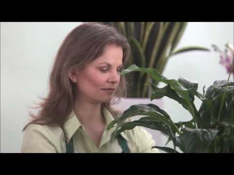Video: 11 Gražių Sausrai Atsparių Augalų