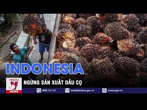 Video: Cọ dầu mọc ở đâu?