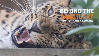 Behind The Sanctuary | How to Train a Leopard Part 1