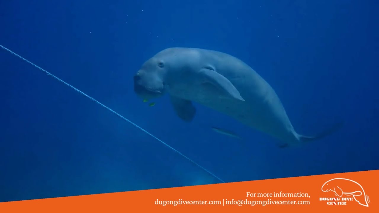 Dugong Dive Center
