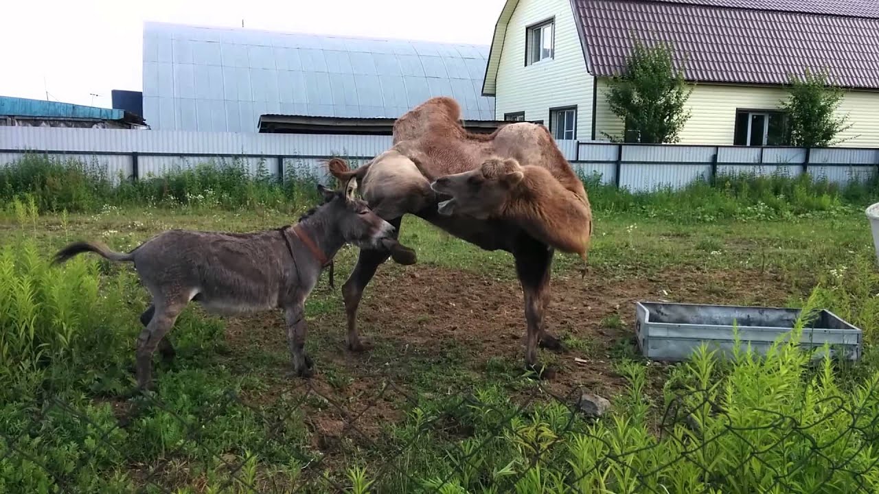 Картинки по запросу ишак и верблюд