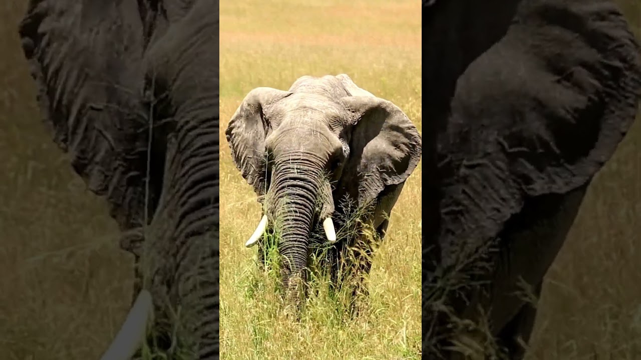 Alone Feasting on Savannah Grass