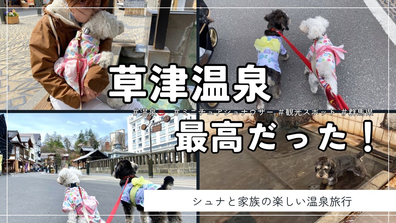 【わんこと旅行】シュナウザーと草津温泉♨️が最高だった‼️
