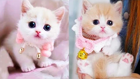 Video 11876981: pets animals kitty cats, kitty funny cats pets, cats pets animals fun, pets funny cats funniest