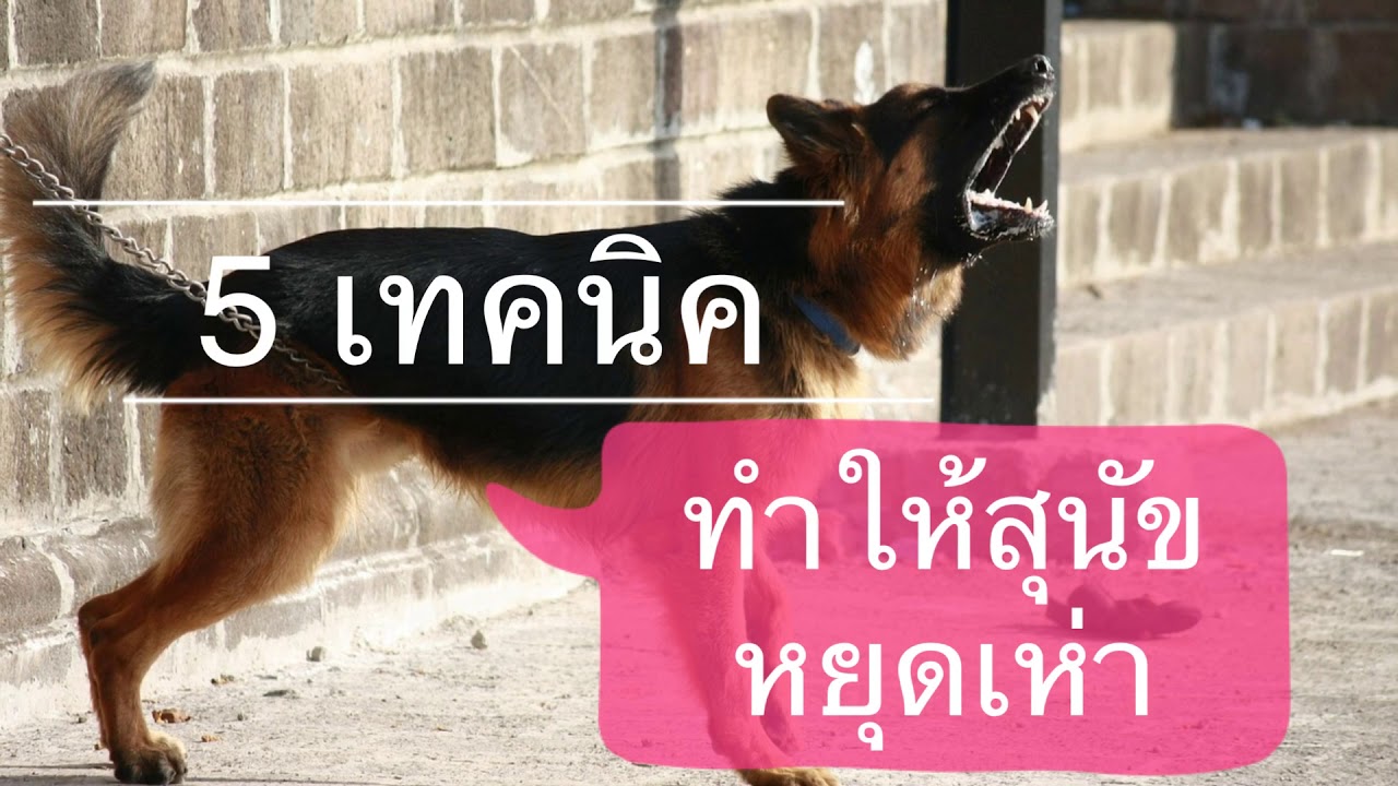 หมา ที่ ไม่ เห่า  2022 New  ใครก็ทำได้ 4 วิธีง่ายๆ ทำให้สุนัขหยุดเห่า ไม่สร้างความรำคาญ by Thai Pet Academy