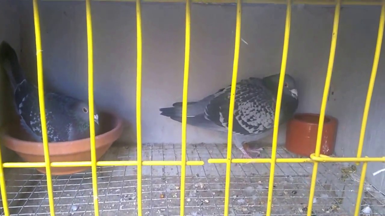 Cattrysse pigeons in Madeira Island