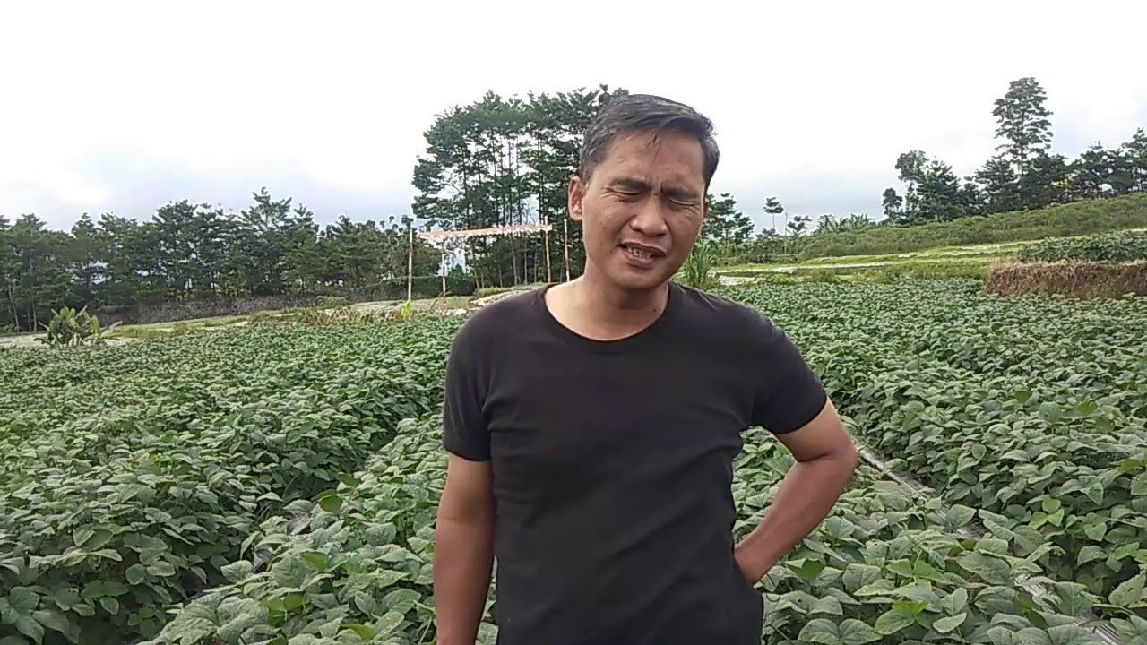 budidaya edamame tumpangsari 