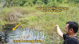 Mancing Di Rawa Terlarang Daerah Penangkaran Orang Hutan...Ikan Nya Seperti Di Kolam