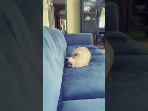 Видео: Weimaraner